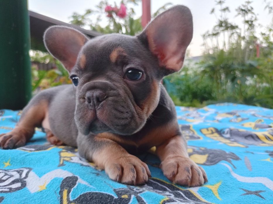 Блакитний малиш чекає Вас