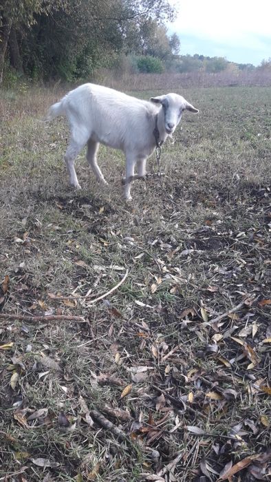 Продам кітну козичку