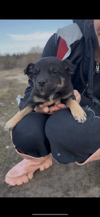Цуценята песики собачки