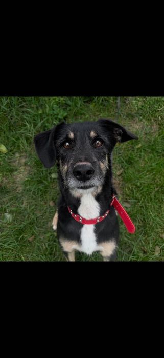 Szorstkowłosy 16-kilowy pies do pilnej adopcji