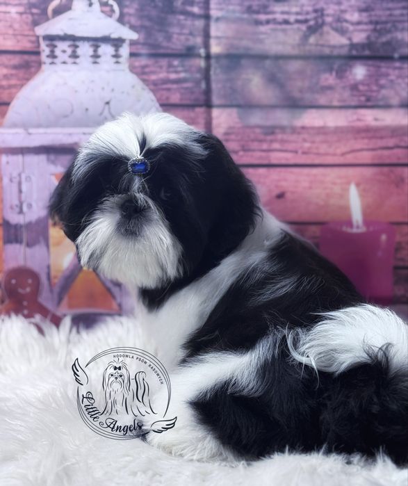 Shih tzu chłopiec