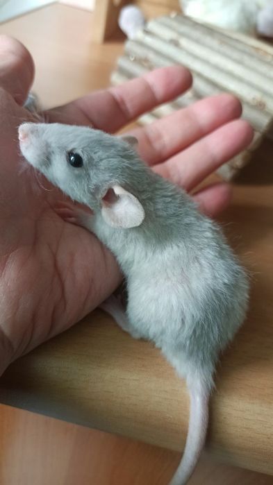 Криса дамбо Рекс, хлопчик