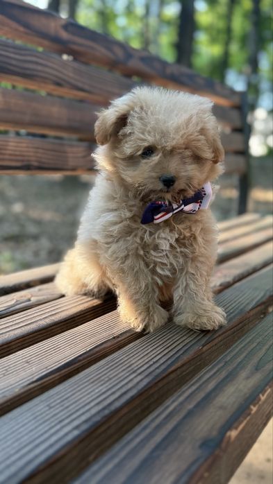 Малюки мальтіпу чекають на своіх батьків