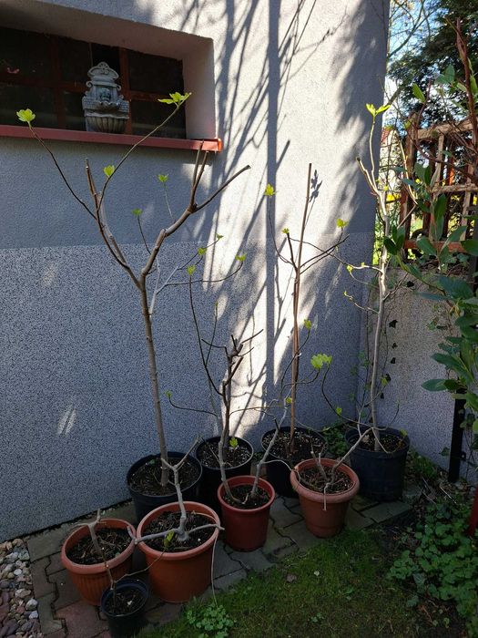 Drzewka figowe z owocami, Ficus carica