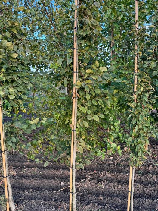 Grab pospolity 6-8, 8-10, 10-12