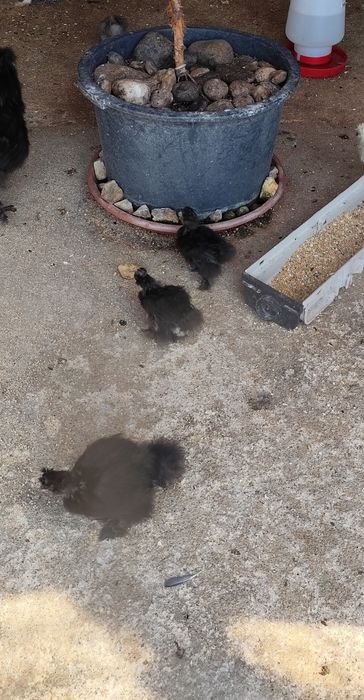 vendo dois galos da raça sedosa um com 3 meses e o outro com 1 anoo