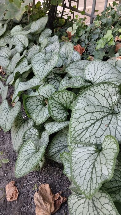 Брунера.              .