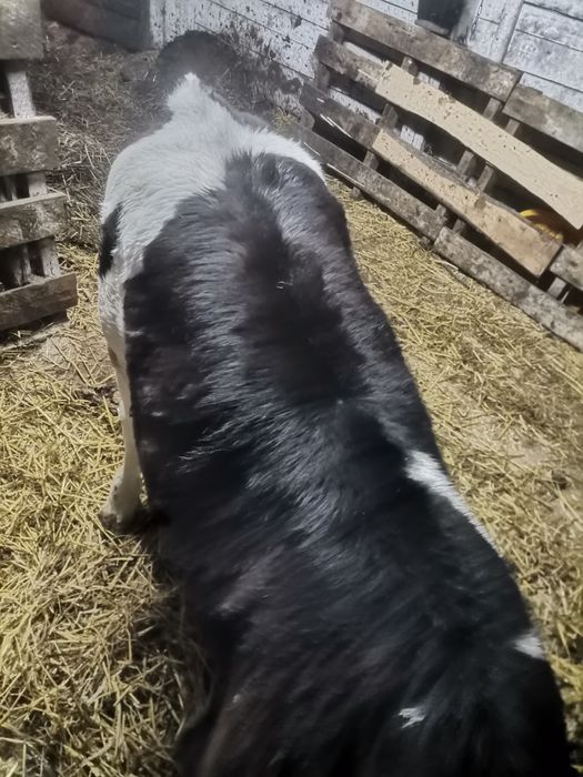 Witam sprzedam jalóweczke ponad 2mc. do dalszego chowu