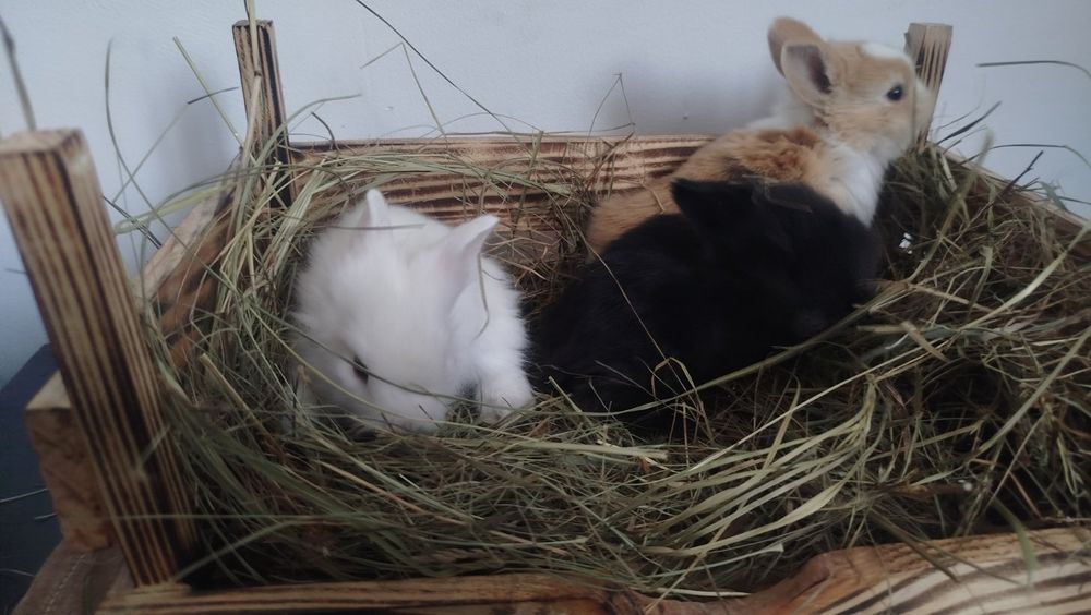 Декоративні кролики