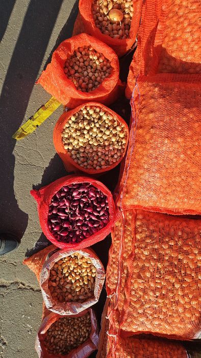 Лук Тиканка Арпаж Голландія