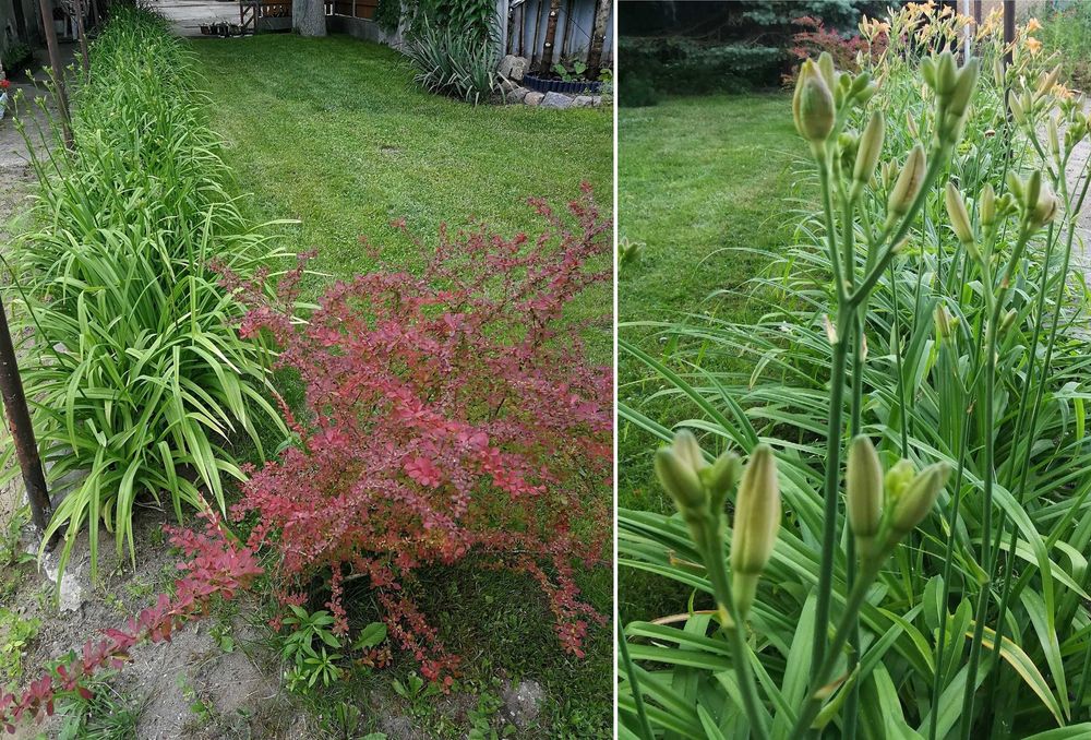 Liliowiec rdzawy (Hemerocallis fulva) duże karpy 35 cm