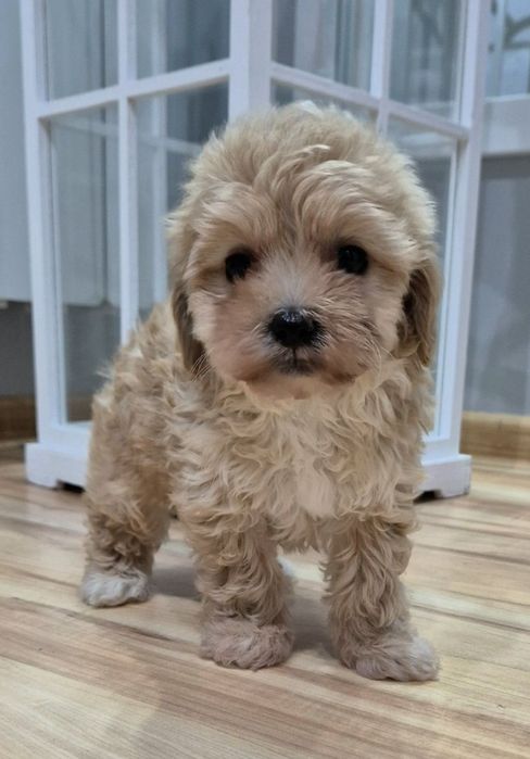 Cavapoo Sunia hybryda ras