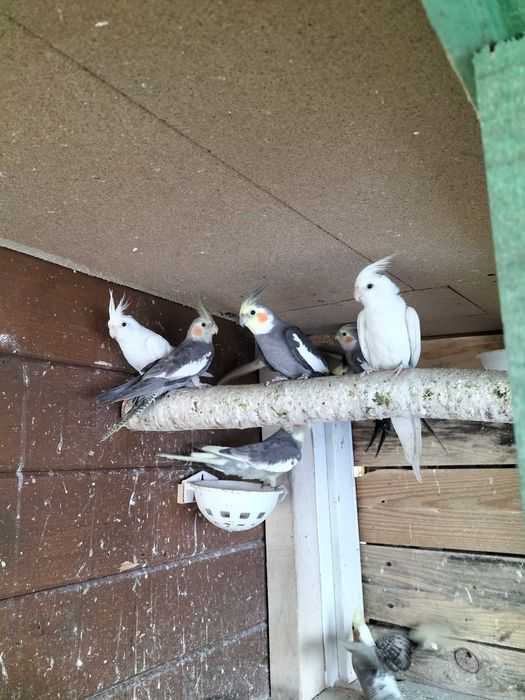 Papugi nimfy do lęgów