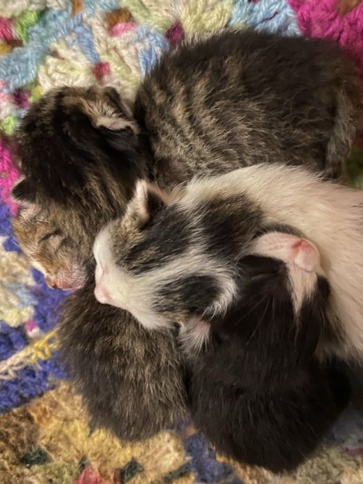 3 Gatas para Adoção