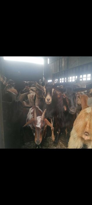 Cabras cabritos ovelhas e borregos para venda
