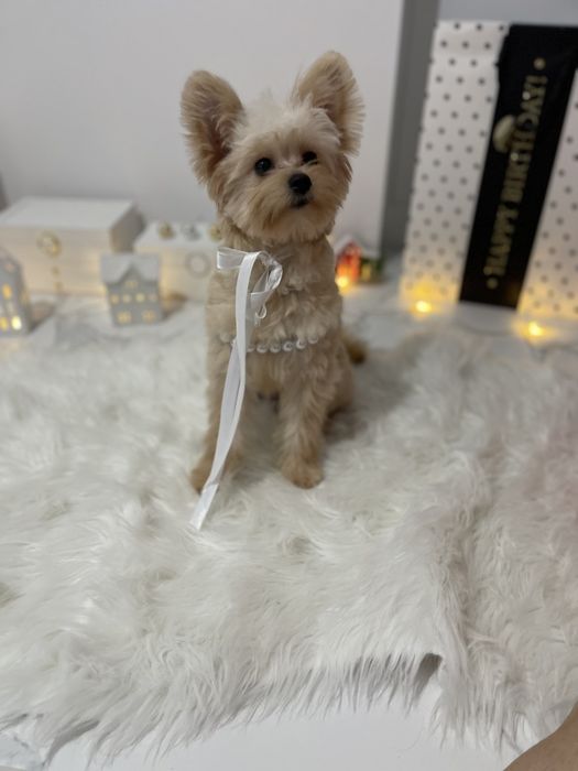 Помапу — Наймякші лапки цього літа