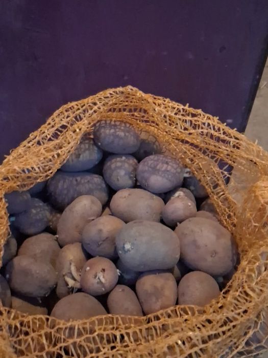 Ziemniak sadzeniak LORD i DENAR