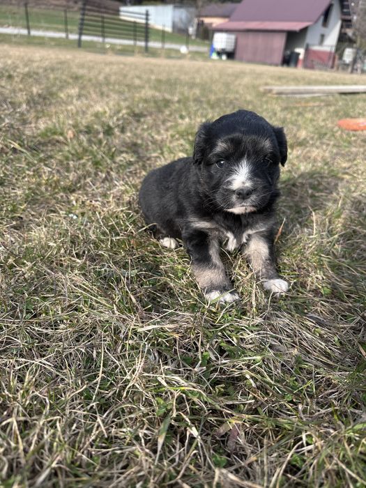 Małe pieski szukają nowych domów