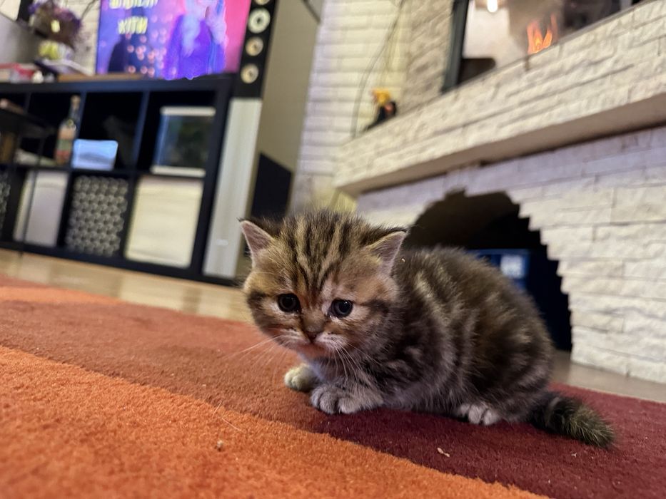 Котята весло прямо шотландка