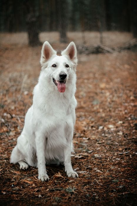 Цуценята БШВ/БШО, Біла швейцарська вівчарка/Белая Швейцарская овчарка