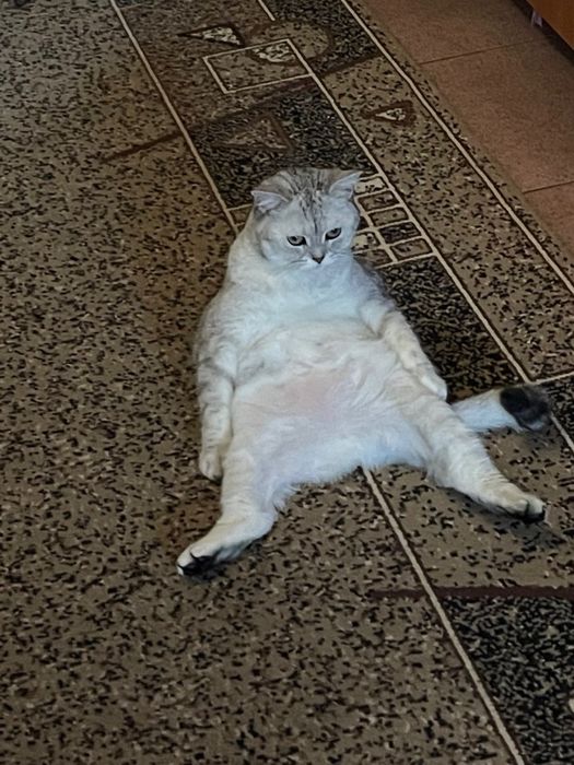 Породистая кошечка ищет дом