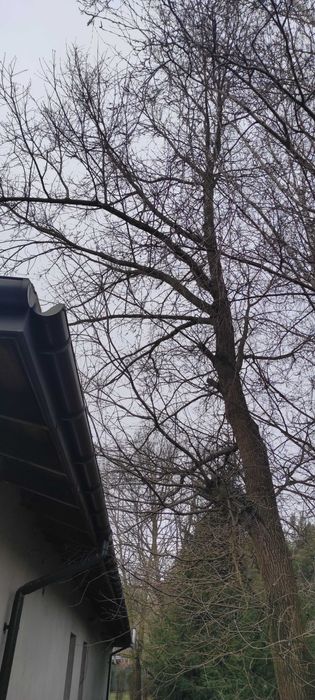 Wycinka i pielęgnacja drzew,  szybka realizacja, zabieramy gałęzie