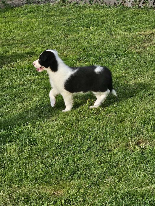 Border collie - gotowy do zmiany domku
