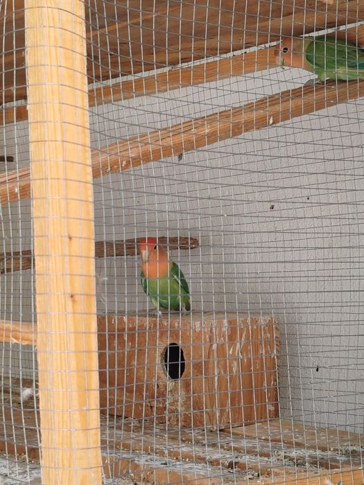 Agapornis Roseicolis casal e filhote