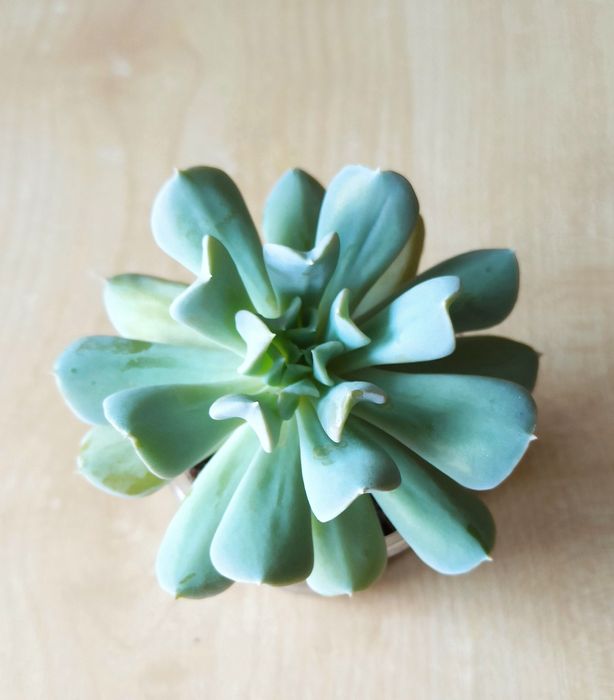 Сукуленти, кімнатні рослини