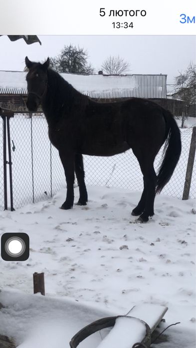 Продається лошиця 3р.