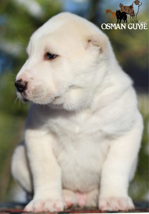 Хлопчик САВ Середньоазіатської вівчарки алабай