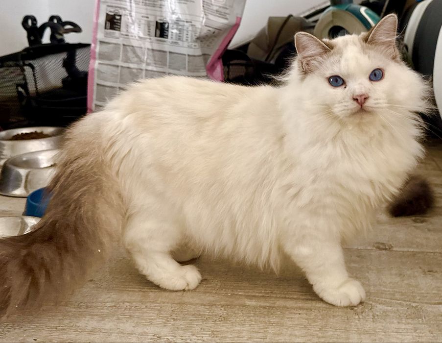 Kocurek Ragdoll seal bicolor lynx