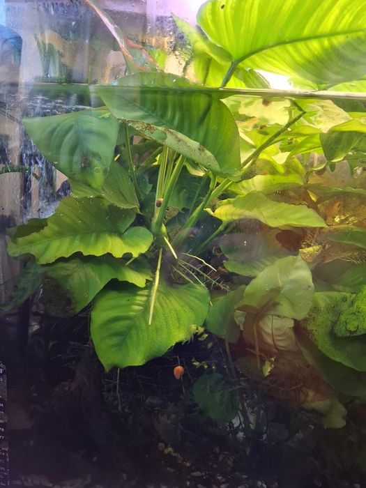 Anubiasy do dużego akwarium