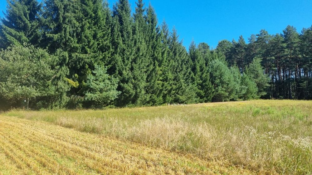 Działka budowlana w otulinie lasu Bysław