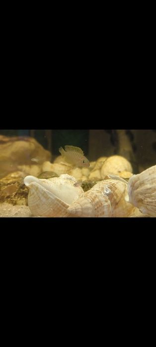 Neolamprologus similis