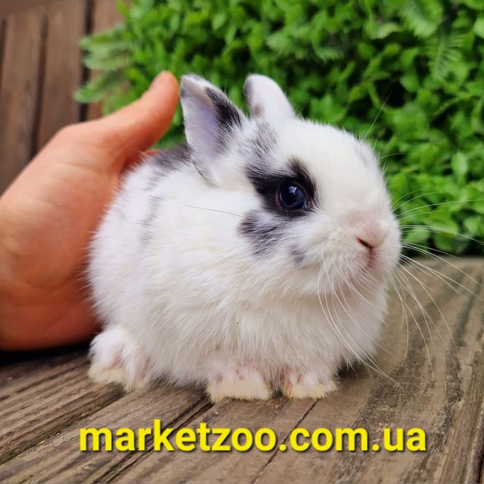 Нідерландський міні кролик хлопчик зі щепленнями