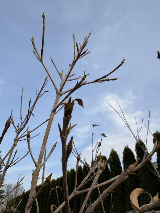 Dereń (Comus kousa robert’s select)