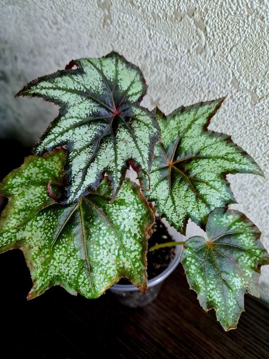 Бегонії кейн Sierra mountain king, Aerial та інші рідкісні сорти