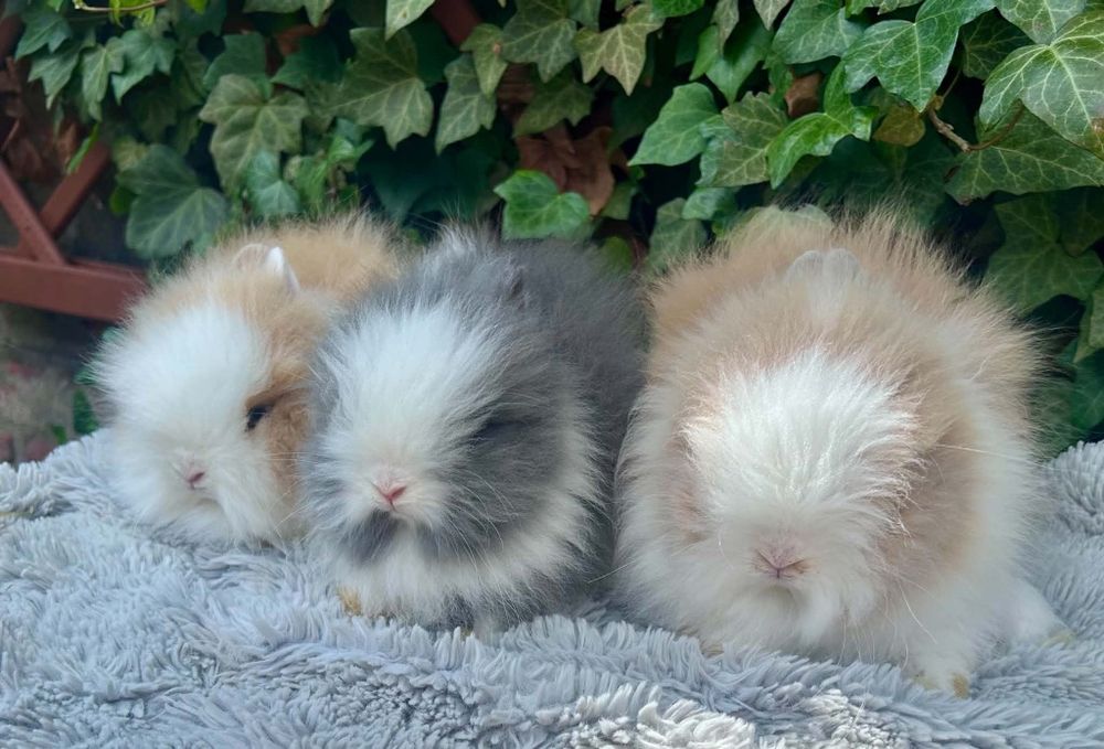 Króliczki karzełki Teddy mini króliki metryka