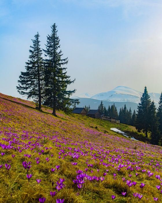 Походи на Кукул в період цвітіння крокусів