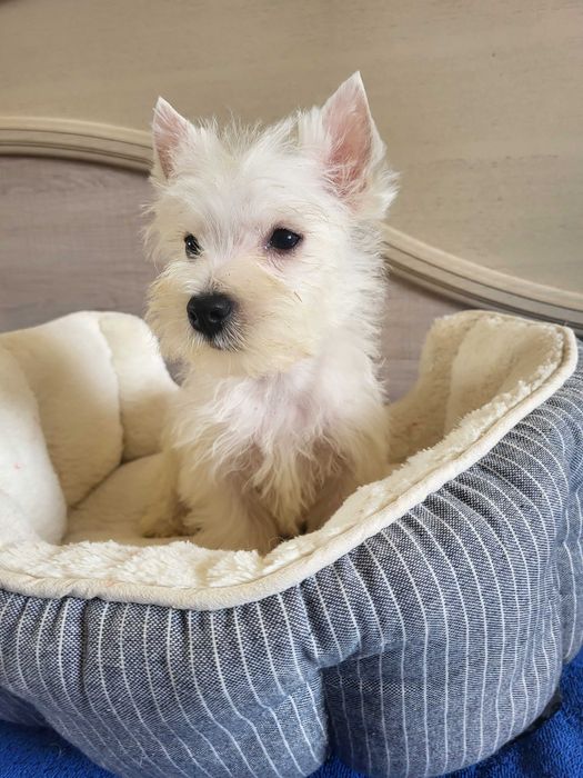 Цуценята Вест Хайленд Уайт Тер'єр