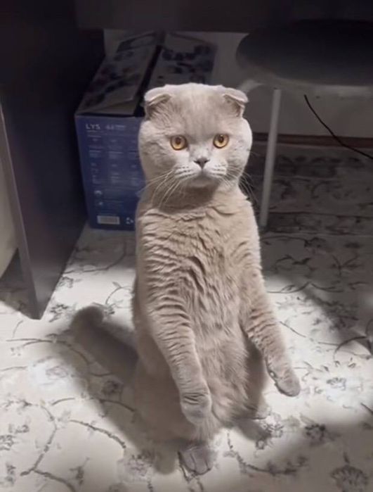 Шотландські кошенята