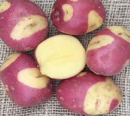 Batata TIGRE ROSA, deliciosa para comêr