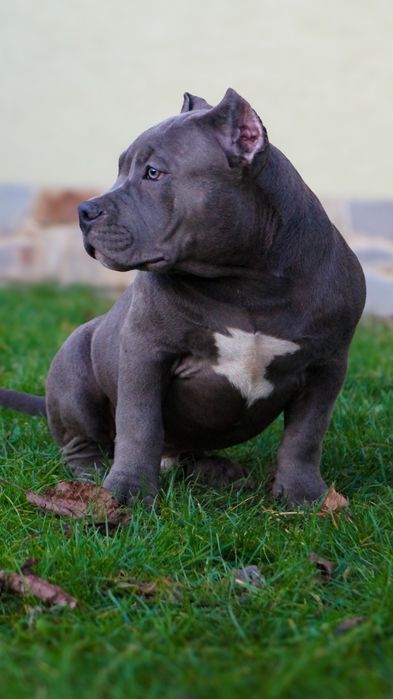 American Bully Pocket pies