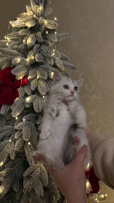 Британка дівчинка