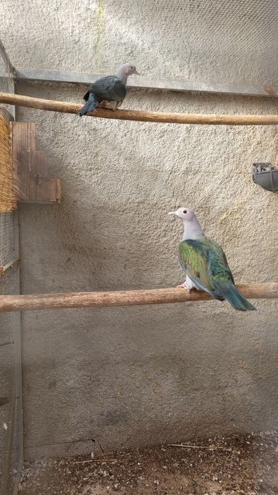 Casal de ducula pristinaria