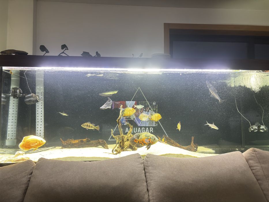 Varios peixes jumbos