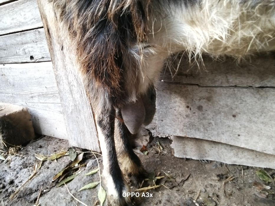Продам дійну козу