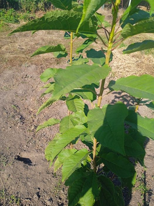 Саженцы плодовых деревьев и кустарников