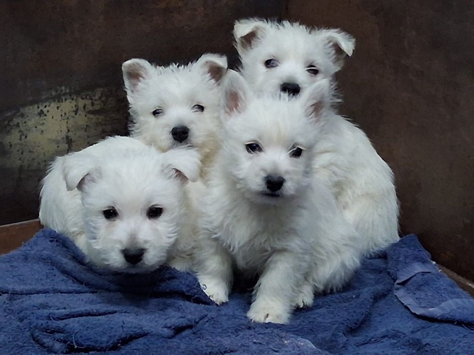 Sliczny szczeniaczek west highland white terrier